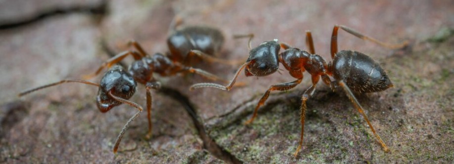 Ant Pest Control Melbourne Cover Image