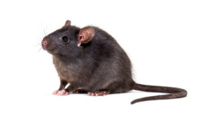 Rat Removal Dallas, Mice, Rodent Control Dallas